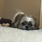 Vito - @vitoperrito - Instagram
