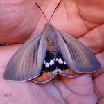 Vito Sciacca Parrinello - @sciaccaparrinello - Instagram