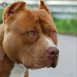 Vito Traversa - @vito.traversa.98 - Instagram