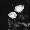 nicoleeannaritaci - @vito_turi - TikTok