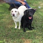 @vivianblacklab - Instagram