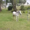vivicobos - @cobosvivianita12 - TikTok