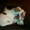 vivianhare - @vivianhare - TikTok