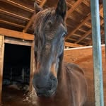 Vivian Hyde - @royaloak_stable2024 - Instagram