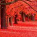 Vivian Lambert - Facebook