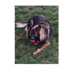 Vivian The German Shepard - @vivianharllowfletcher - Instagram