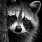 Vivian Sutton - Facebook