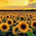 Vivian Willis - Facebook