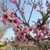 Vivian Cao - @vivian.wirerope - TikTok