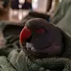 Vlad Ionescu - @pacomiculalexandru - TikTok