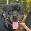 von_bachman_rottweilers - @von_bachman_rottweilers - TikTok