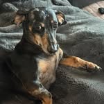 Franklin Von Bunn (expert dachshund) - @franklinvonbunn - Instagram