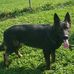 Von Gray Haus German Shepherds - Facebook