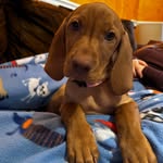 Nella Von Connely Phillips - @nella_thevizsla - Instagram
