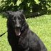 Von Sims Working Dogs - Facebook