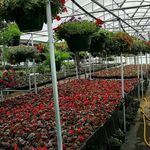Vonda Lynn Allen Selby - @buds_and_blooms_greenhouse - Instagram