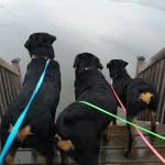 Von Dover Rottweilers - @vondoverrottweilers - Instagram
