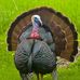 Vonda Harwell - Facebook