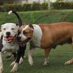Vonda M. Nelson - @pitbullclub98362 - Instagram