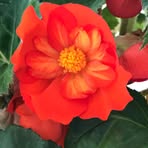 Vonda Newman - Facebook