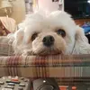 Vonda Bowers - @vonda.bowers - TikTok