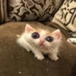 Triệu Vũ Phàm - Facebook