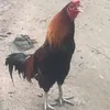 Vu phan - @vu.phan358 - TikTok