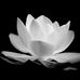 Vuong Tran - Facebook