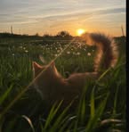 Vy Tuong - Facebook