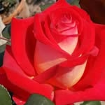 Vyomesh Joshi - @vjkn99 - Instagram