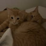 Watson, Wyatt, & Waco - @watsonwyattwaco - Instagram