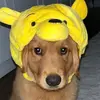Winston The Golden - @wackowinston - TikTok