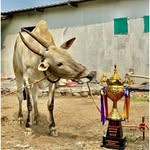 साई गणेश बैलगाडा संघटना खेड‌ तालुका🚀♥️😊🚀🚀 - @wada_king_vishnu_sheth - Instagram