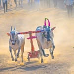 नाद एकच बैलगाडा शर्यत 😍👑 - @wada_king_vishnu - Instagram