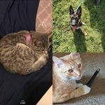 Steggi, Wade, & Brewer - @steggi__wade__and__brewer__ - Instagram