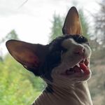 Wade Buckley - @lalaleeloulala - Instagram