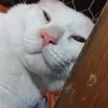 Wade the cat - @wadethecatt - TikTok