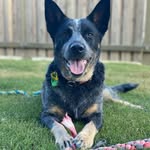 Wade - @wade.the.cattle.dog - Instagram