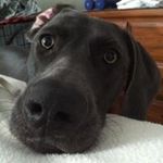 Wade Chappell - @wadechappell - Instagram