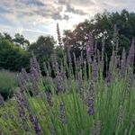 Wadecraft Farms - @wadecraftfarms - Instagram