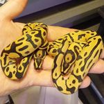 Wade Crowe - @coldbloodedcrowe - Instagram