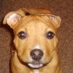 Wade Curry - @homrdawg - Instagram