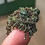 Wade Ferguson - @frogmanwade - Instagram