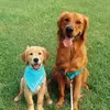 Bentley & Wade 🐾 - @goldenboysbentleyandwade - TikTok