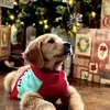 Henry Davis Wade the Golden - @thegoldenhenry - TikTok