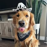Wade the Golden Retriever - @goldenbabywade - Instagram