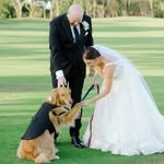 Wade The Golden Retriever - @goldenboywade - Instagram