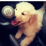 wade - @wadegolden3 - Instagram
