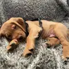 Wade - @wadethegolden - TikTok