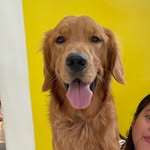 Wade - @wadethegolden - Instagram